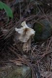 Helvella crispa image