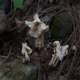 Helvella crispa image