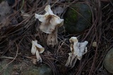 Helvella crispa image