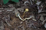 Protostropharia semiglobata image