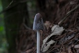 Coprinopsis picacea image