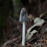 Coprinopsis picacea image