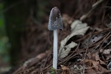 Coprinopsis picacea image