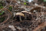 Tricholosporum porphyrophyllum image