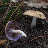 Tricholosporum porphyrophyllum image