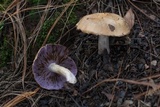 Tricholosporum porphyrophyllum image