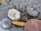 Russula cremeolilacina image