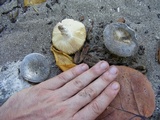 Russula cremeolilacina image