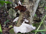 Auricularia polytricha image