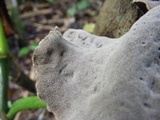 Auricularia polytricha image