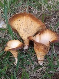 Lentinus sajor-caju image