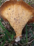 Lentinus sajor-caju image