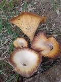Lentinus sajor-caju image