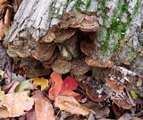 Phellinus gilvus image