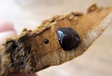 Phellinus gilvus image