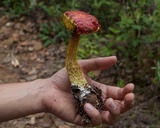 Heimioporus betula image