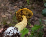 Heimioporus betula image