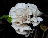 Hydnopolyporus palmatus image