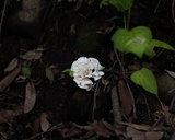 Hydnopolyporus palmatus image
