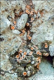 Gyalecta jenensis var. jenensis image