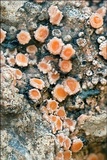 Gyalecta jenensis var. jenensis image