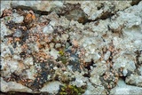 Gyalecta jenensis var. jenensis image
