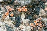 Gyalecta jenensis var. jenensis image