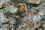 Gyalecta jenensis var. jenensis image