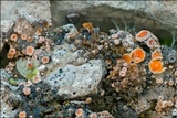 Gyalecta jenensis var. jenensis image