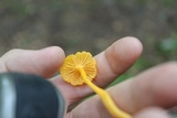 Cantharellus minor image