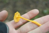 Cantharellus minor image