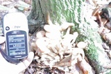Desarmillaria tabescens image