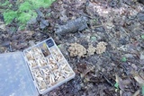 Desarmillaria tabescens image