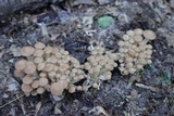 Desarmillaria tabescens image