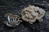 Desarmillaria tabescens image