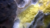 Leucogyrophana olivascens image