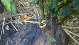 Leucogyrophana olivascens image