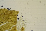 Leucogyrophana olivascens image