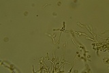 Leucogyrophana olivascens image