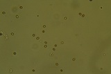 Leucogyrophana olivascens image