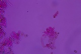 Leucogyrophana olivascens image