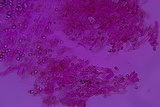 Leucogyrophana olivascens image