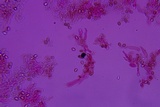 Leucogyrophana olivascens image
