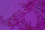 Leucogyrophana olivascens image