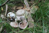 Entoloma abortivum image