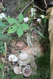 Entoloma abortivum image