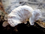 Poronidulus conchifer image