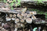 Mycena inclinata image