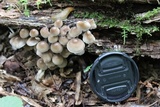 Mycena inclinata image