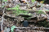 Mycena inclinata image